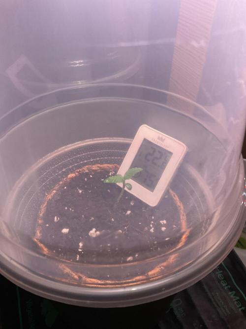 ZammiSp. Week 1 - New star is born 