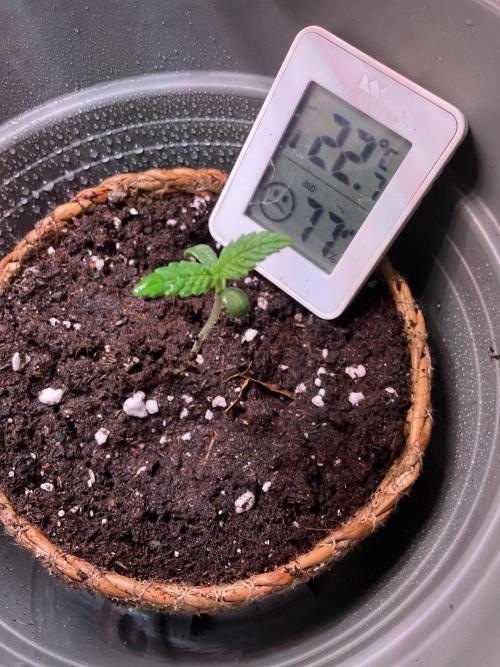 ZammiSp. Week 1 - Zammi SP