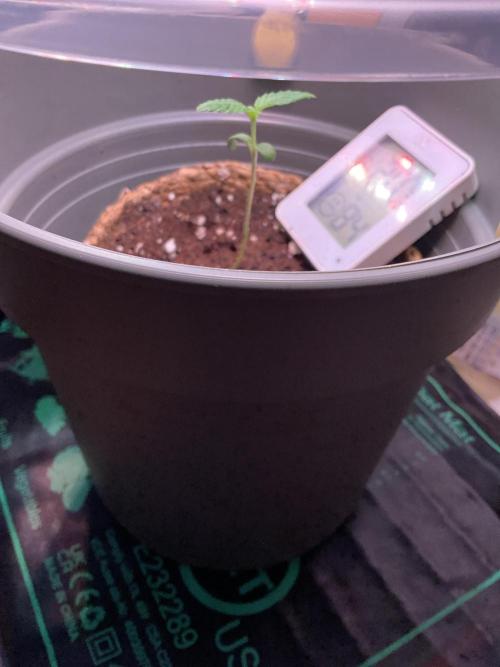 ZammiSp. Week 1 - Growing