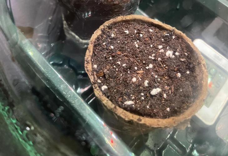 SpecialKush1. Week 0 - Starting directly in the soil 