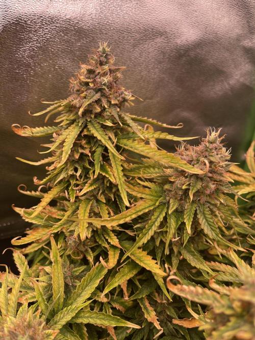 MyFirstAttempt. Week 10 - Last days 