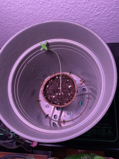 SpecialKush1. Week 1 - The special one 