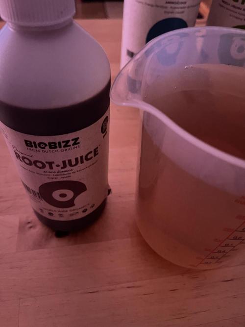 SpecialKush1. Week 1 - Root-Juice 