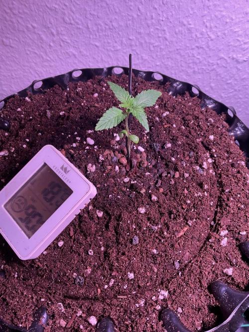 ZammiSp. Week 2 - Moving into the AirPod 