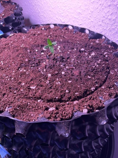 SpecialKush1. Week 1 - Moving into the AirPod