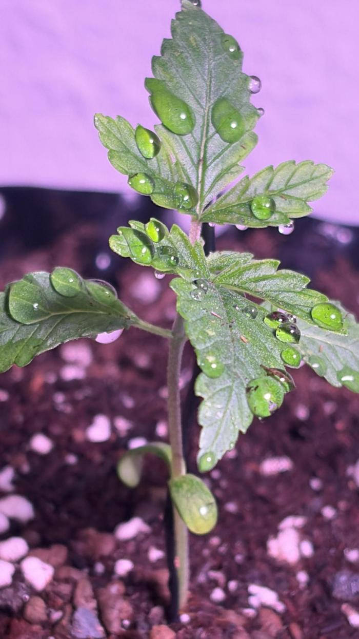 ZammiSp. Week 3 - Rainy day 