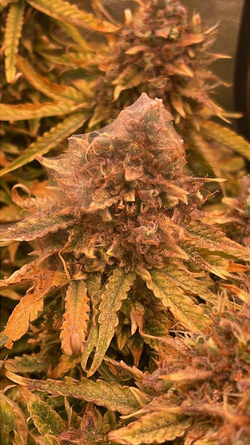 MyFirstAttempt. Week 12 - spider mites