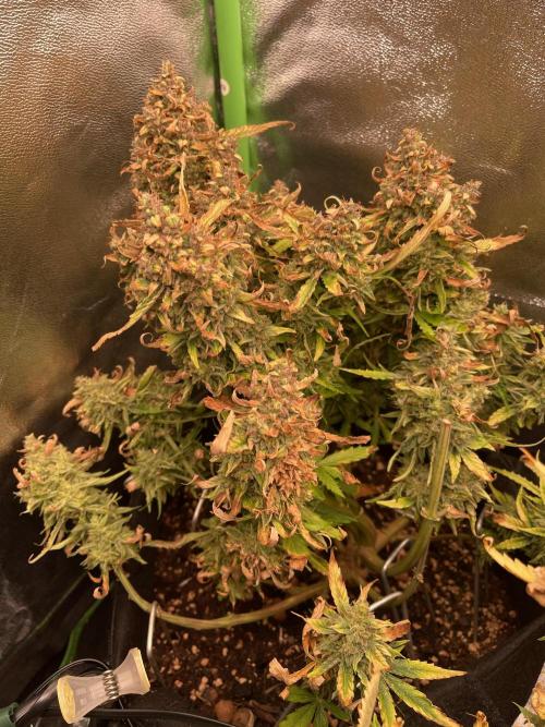 MyFirstAttempt. Week 12 - 80% are infected 