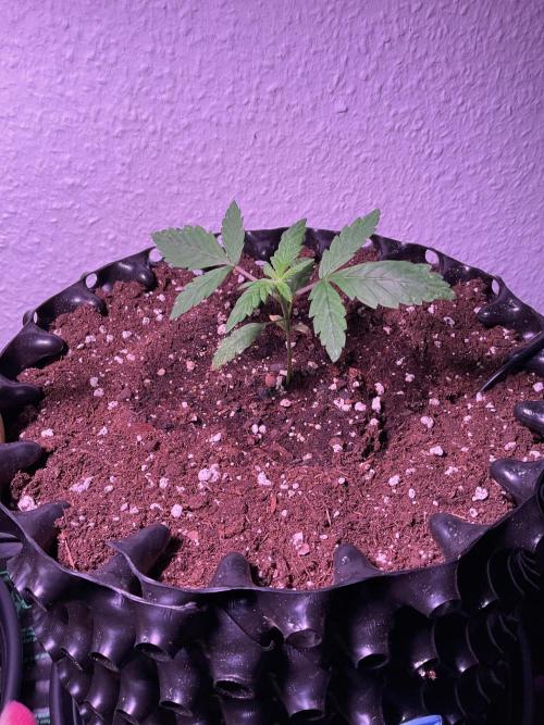 SpecialKush1. Week 3 - First steps