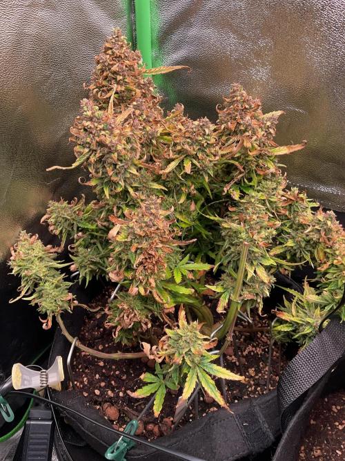 MyFirstAttempt. Week 13 - Spider mites doing a great job 