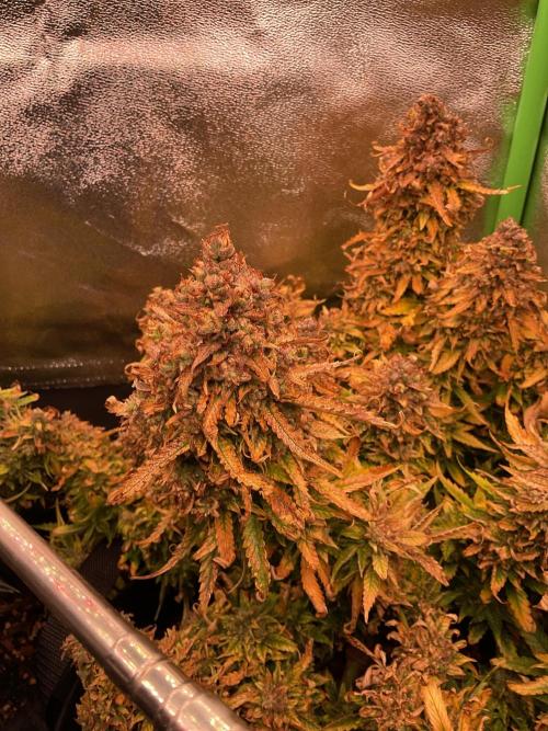 MyFirstAttempt. Week 13 - Using neemoil now the spider mites are down but the plant also 