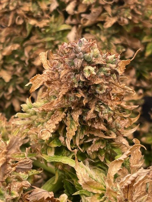 MyFirstAttempt. Week 14 - hate spider mites 
