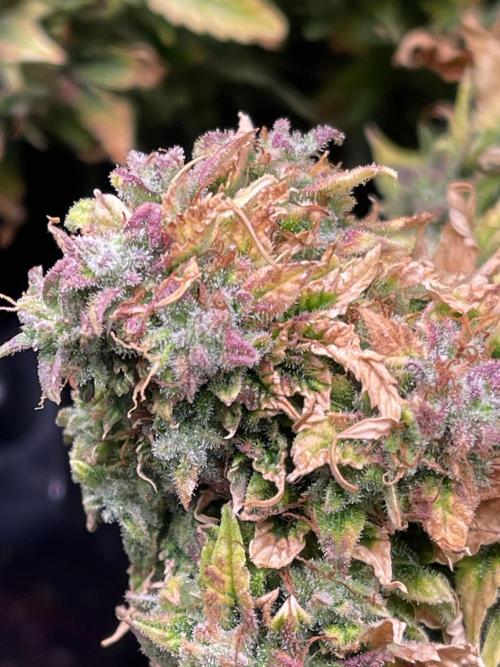 MyFirstAttempt. Week 14 - and one stealthy bud