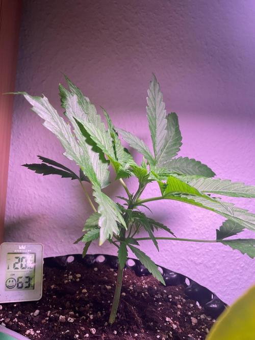 ZammiSp. Week 5 - Nice leaf colours 