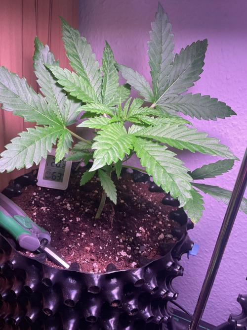 ZammiSp. Week 5 - Seems to be on the way