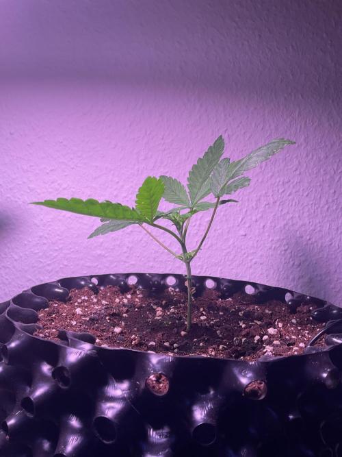 SpecialKush1. Week 4 - Growing 