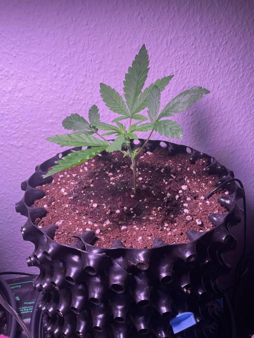 SpecialKush1. Week 4 - On the way 
