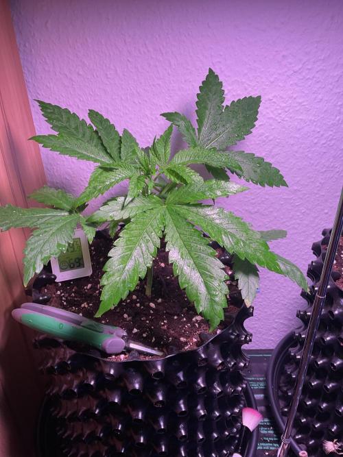 ZammiSp. Week 4 - 3 days