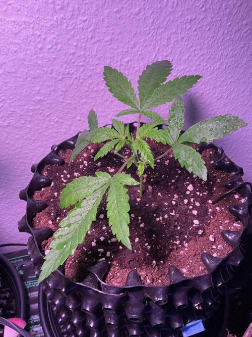 SpecialKush1. Week 4 - getting wet before lights down