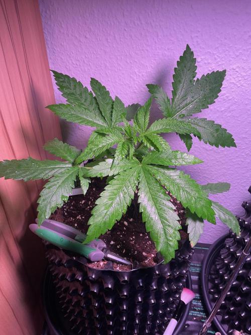 ZammiSp. Week 5 - getting wet before lights down
