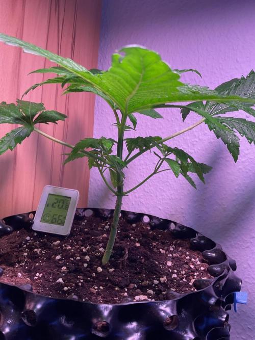 ZammiSp. Week 5 - Cut one node