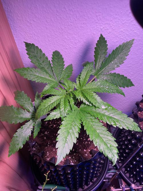 ZammiSp. Week 5 - Some liquid before bedtime 