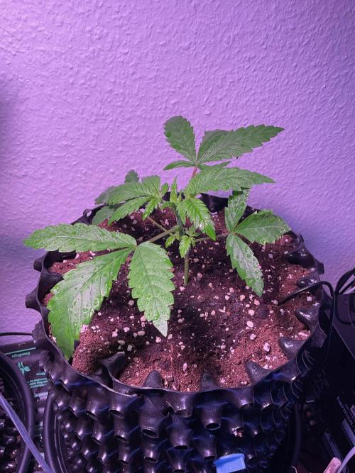 SpecialKush1. Week 3 - Wet before bed 