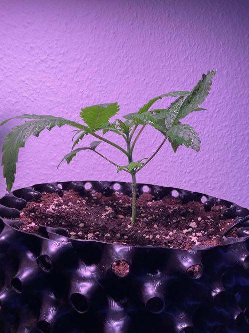 SpecialKush1. Week 3 - Seems to be stable 