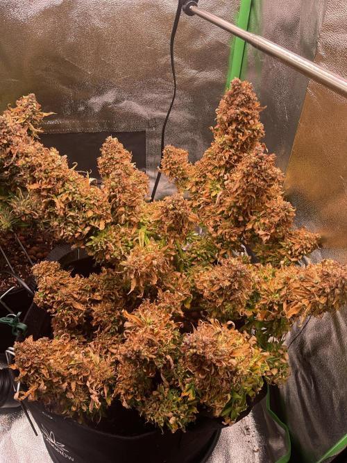 MyFirstAttempt. Week 14 - for the purple kush also2 more days