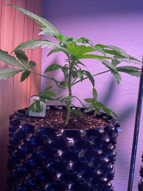 ZammiSp. Week 5 - Topping of FIMing?