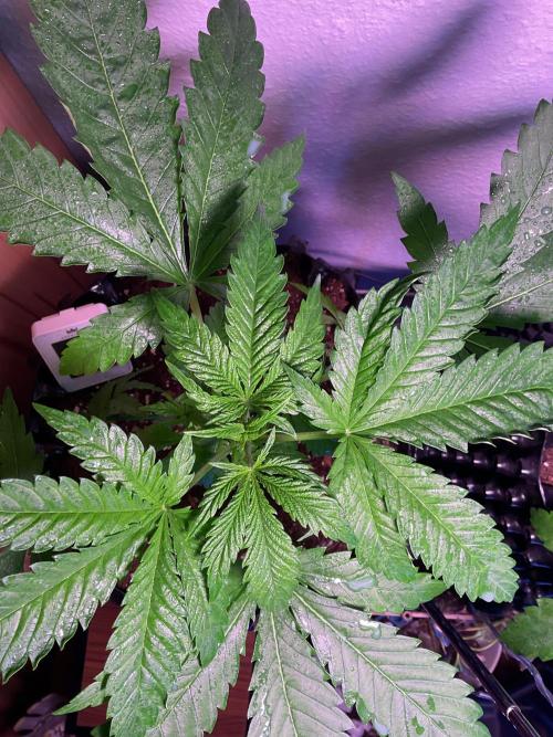 ZammiSp. Week 5 - Topping or FIMing?