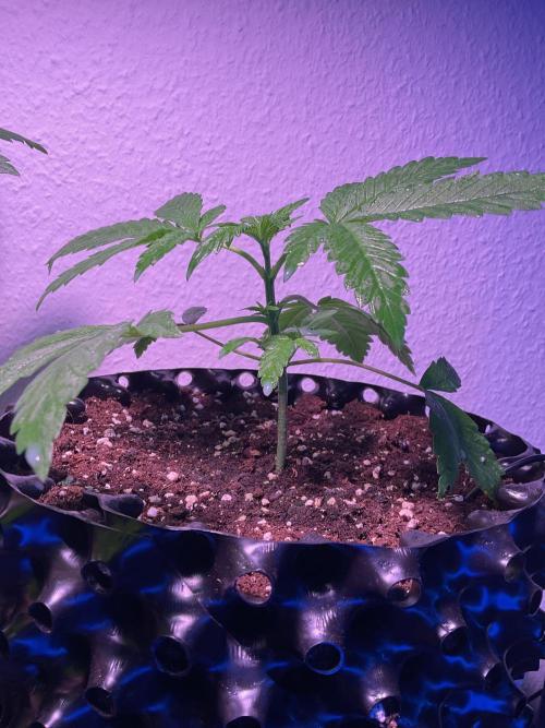 SpecialKush1. Week 4 - Beauty 
