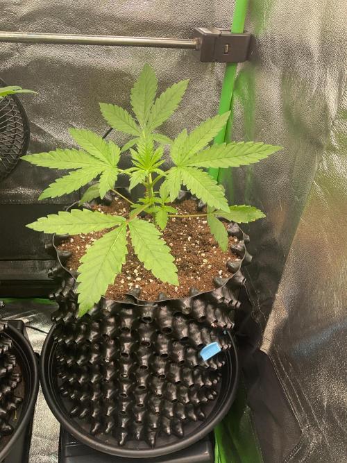 SpecialKush1. Week 4 - Movement in the tent