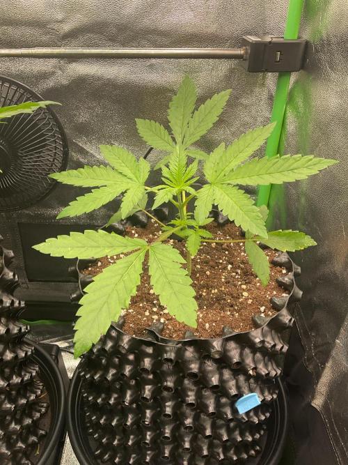 ZammiSp. Week 5 - Movement in the tent