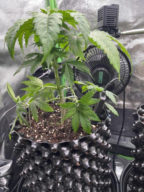 ZammiSp. Week 6 - LST