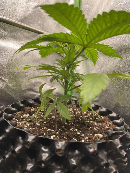 SpecialKush1. Week 5 - LST