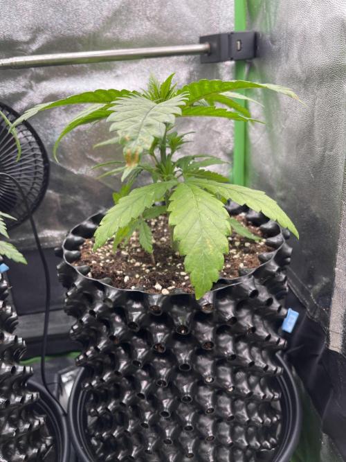 SpecialKush1. Week 5 - Stable