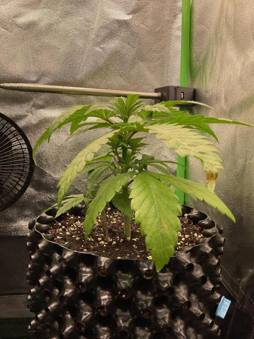 SpecialKush1. Week 5 - Ready to FIM?