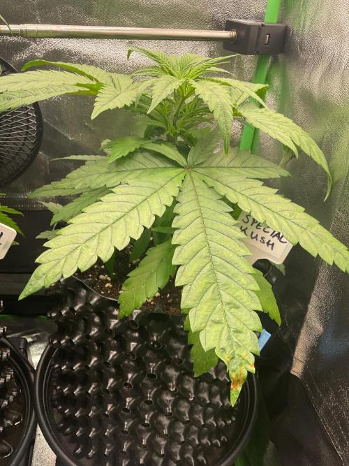 SpecialKush1. Week 5 - The next day’s I’ve to cut the top