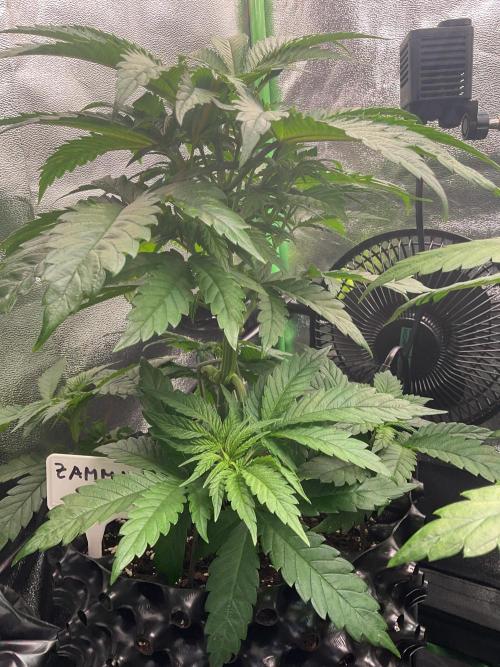 ZammiSp. Week 7 - Growing 