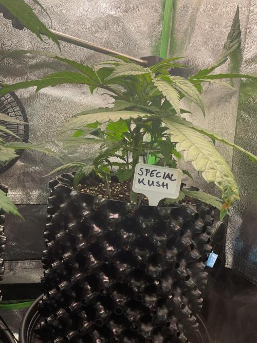 SpecialKush1. Week 6 - Going on