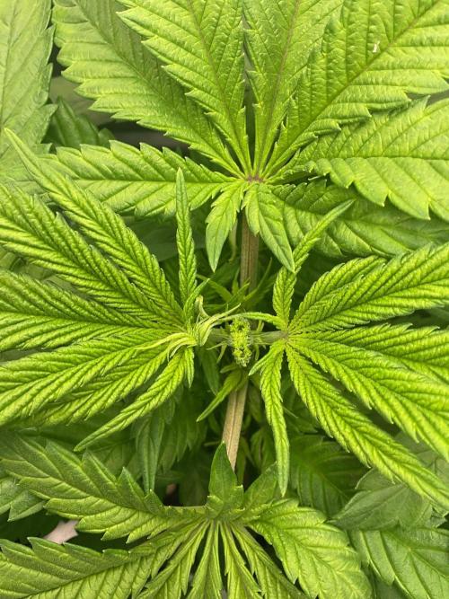 SpecialKush1. Week 6 - FIMed 
