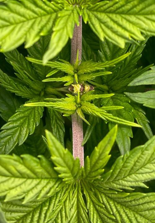 SpecialKush1. Week 6 - Looks like two tubes