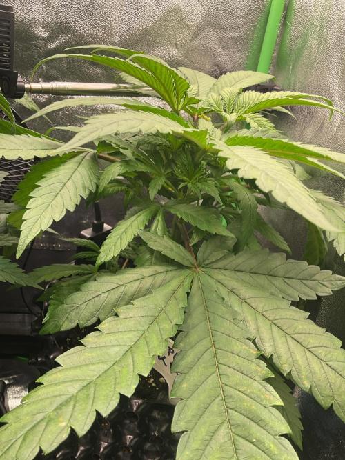 SpecialKush1. Week 7 - Need some cuts