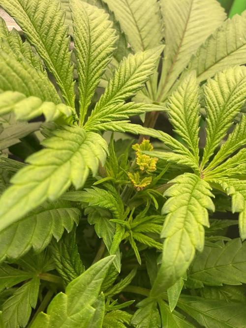 SpecialKush1. Week 7 - Will see what’s happens