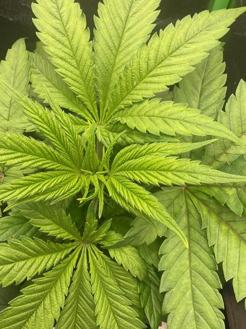 SpecialKush1. Week 8 - FIMed 