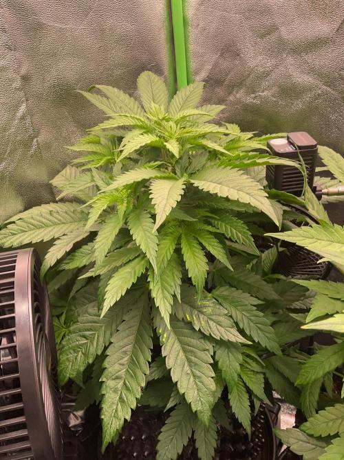 ZammiSp. Week 9 - Flowering mode
