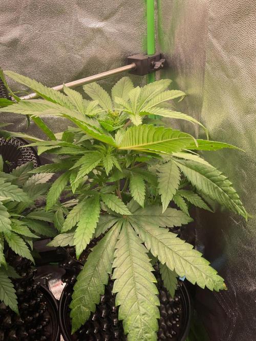 SpecialKush1. Week 8 - Flowering mode