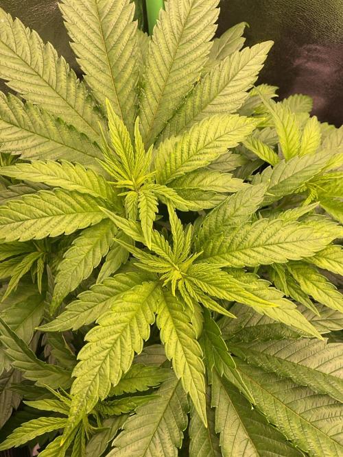 ZammiSp. Week 9 - FIMed and still alive 