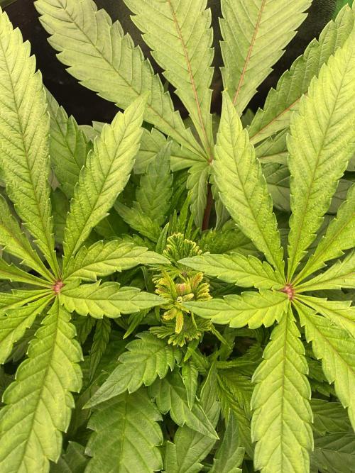SpecialKush1. Week 8 - FIMed and still alive 